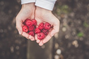 Nutrition Berries
