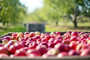 Harvest Recipes Apples