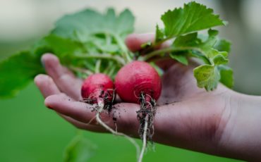 Planning a garden can help you eat fresh and healthy