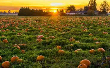 Pumpkin field