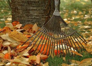 Blog image: raking leaves