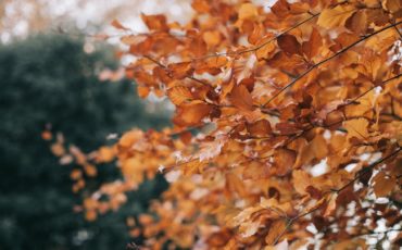 fall leaves - healthy november