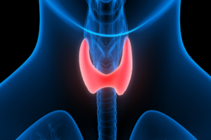 Thyroid gland