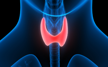 Thyroid gland