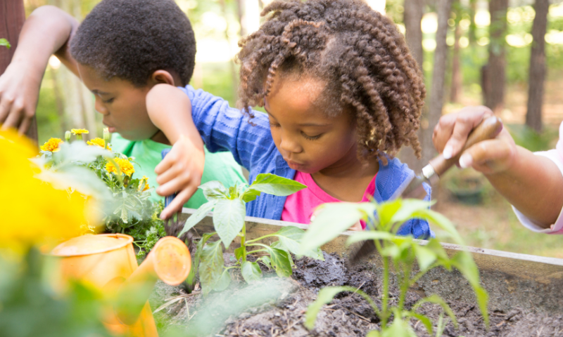 A young boy and girl lean over a raised garden bed while gardening in the summer