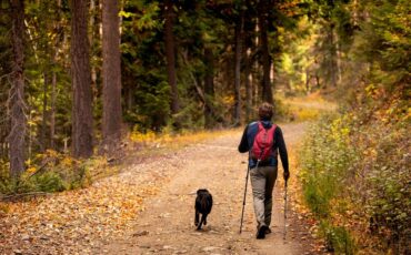 Image: Fall walk through the woods with a black dog