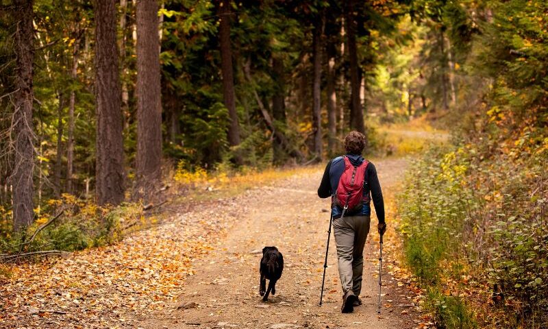 Image: Fall walk through the woods with a black dog