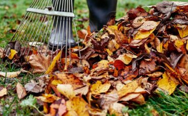 Image: Raking fall leaves