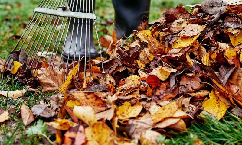 Image: Raking fall leaves